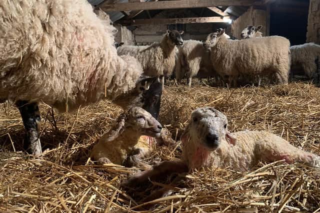 A few minutes old - newborn lambs at Broughton Grounds Farm, near North Newington