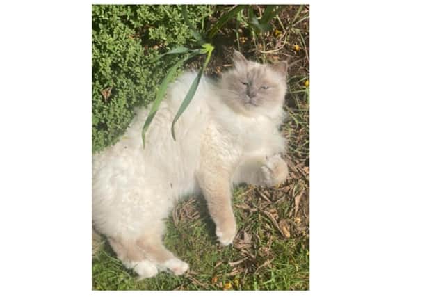 Poppy the cat, who had been missing from her Bodicote home for several days, was rescued by the newly elected Cherwell District Councillor David Hingley (Submitted photo)