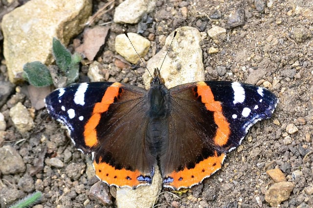 Red admiral butterfly in a garden near Chipping Norton