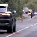 A huntsman and hounds hold up traffic on the B4035 Banbury to Shipston Road near Brailes
