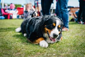 Shutford village Midsummer Fete will also be holding a dog show as part of the day's events.