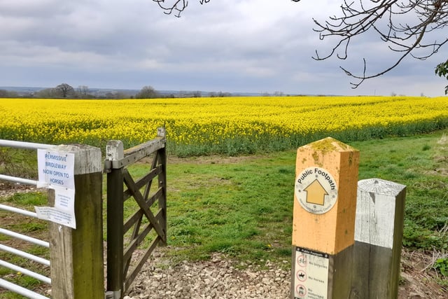 Rapeseed fields spotted off the A422 Stratford Road