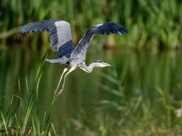Wildlife photographs by Lloyd Robinson