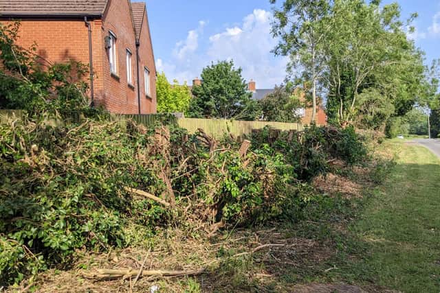 The butchered hedge at King's Sutton. Villagers are angry at its destruction