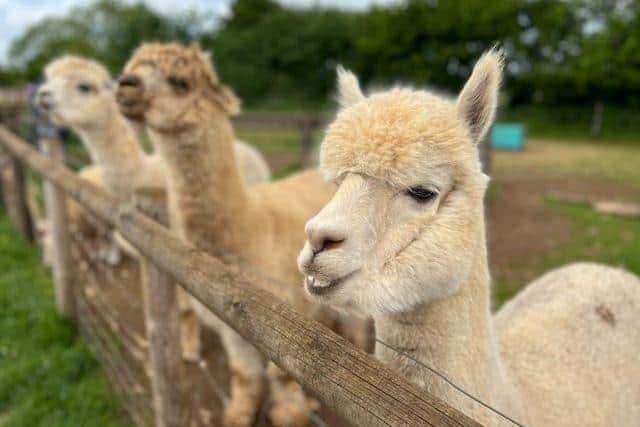Visitors to the festival will have the chance to walk and feed the farm's alpacas.