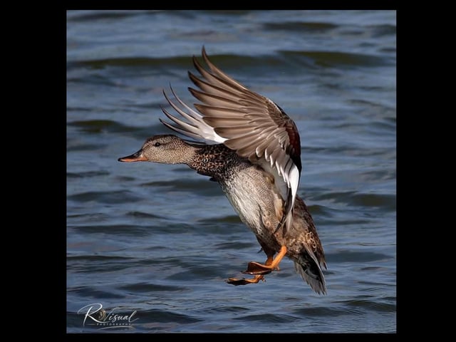 Wildlife photographs by Lloyd Robinson