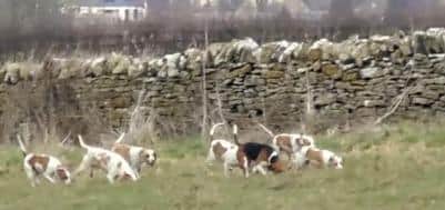 Beagles try to find the scent of a hare, as filmed by the West Midlands Hunt Saboteurs