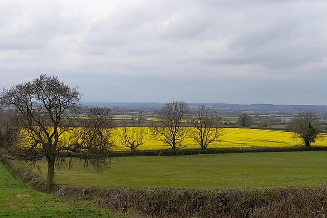Rapeseed fields spotted off the A422 Stratford Road on an overcast day