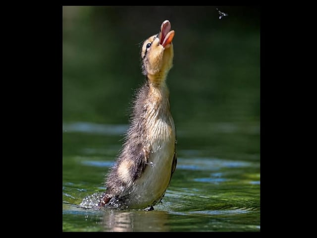Wildlife photographs by Lloyd Robinson