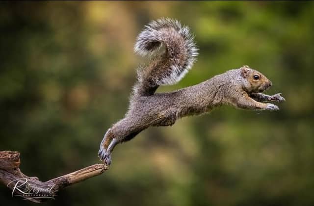 Wildlife photographs by Lloyd Robinson