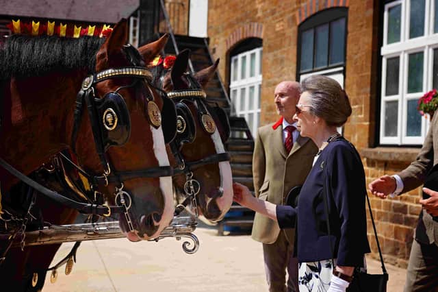 HRH The Princess Royal meeting with the brewery's famous Shire horses Balmoral, Brigadier and Cromwell.