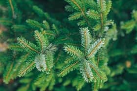 From next week Cherwell District Council will be collecting Banbury residents’ real Christmas trees from outside their houses.