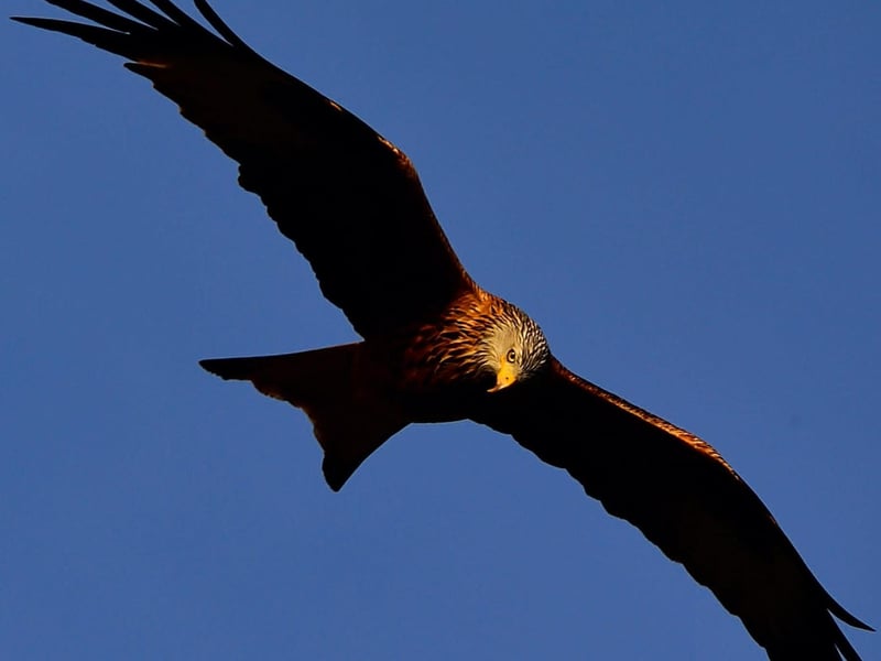Wildlife photographs by Chris Martineau