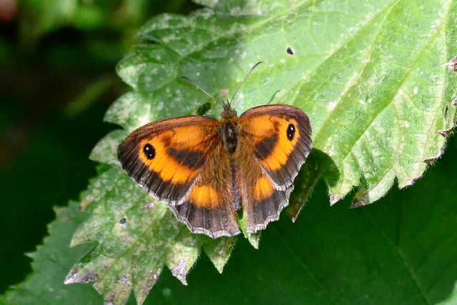 Gatekeeper butterfly in a garden near Chipping Norton