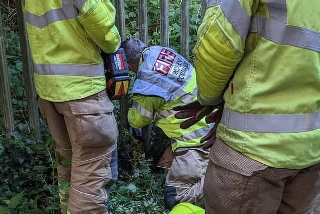 Firefighters release the muntjac deer which had got trapped in a metal fence