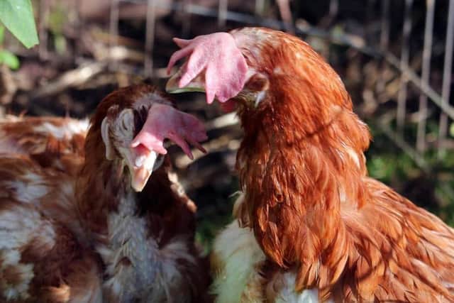 Hens make lovely pets and provide eggs into the bargain
