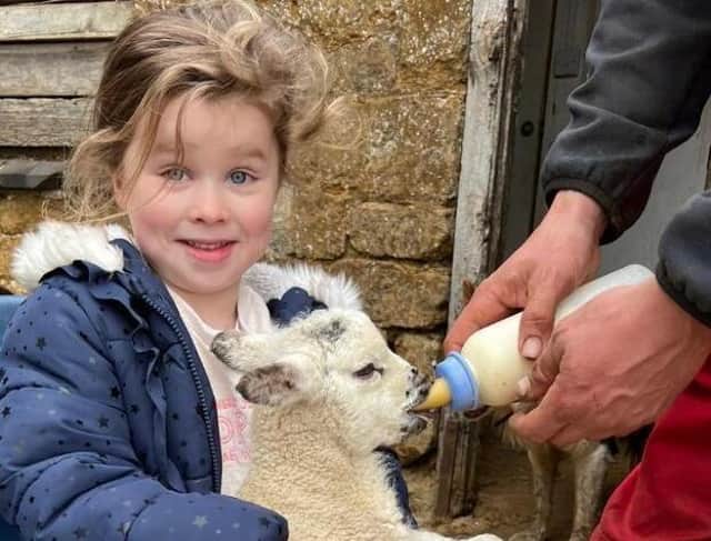 Lydia Moseley, aged five, helps to feed her first newborn lamb