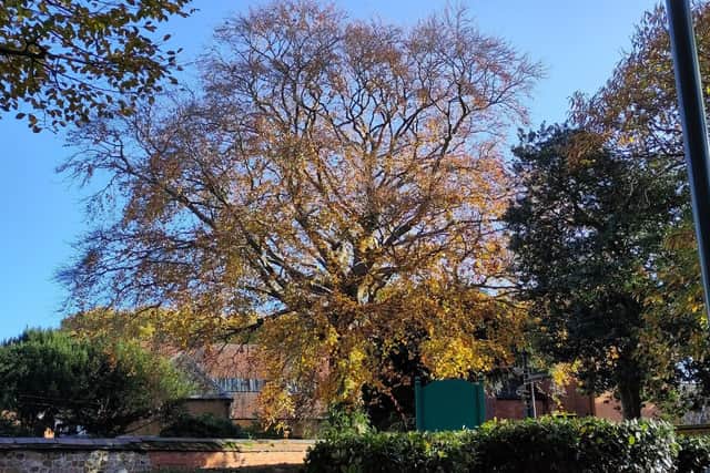The beautiful tree in the garden of the Friends Meeting House which must be felled because of a fungal infestation