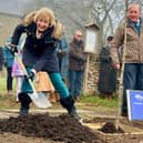 Andrea Leadsom MP begins the planting