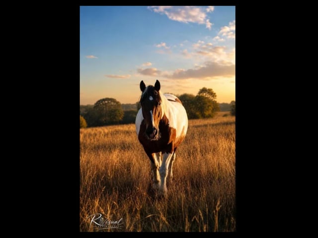 Wildlife photographs by Lloyd Robinson
