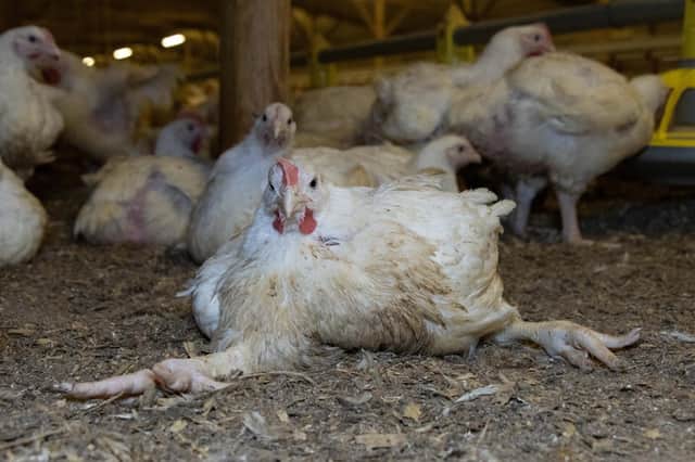Specially bred chickens are speed-grown until killed for meat at five weeks old. Some succumb to collapse because their skeletons cannot bear their weight