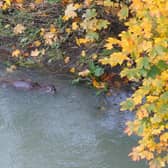 One of Terry Tuite's super pictures of otters in the River Cherwell at Banbury