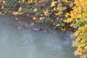 One of Terry Tuite's super pictures of otters in the River Cherwell at Banbury