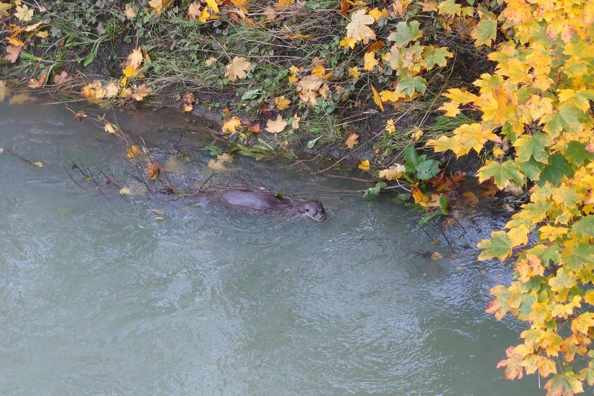 Photographer snaps rarely-seen otters at home in the water in Banbury town centre 