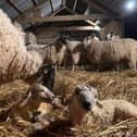 Visitors will have the chance to bottle feed lambs at Broughton Grounds Farm lambing afternoon this Saturday (April 8).