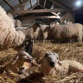 Visitors will have the chance to bottle feed lambs at Broughton Grounds Farm lambing afternoon this Saturday (April 8).