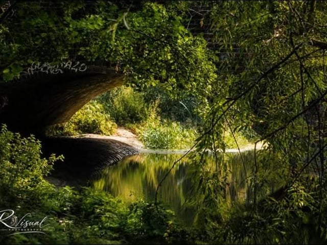Wildlife photographs by Lloyd Robinson