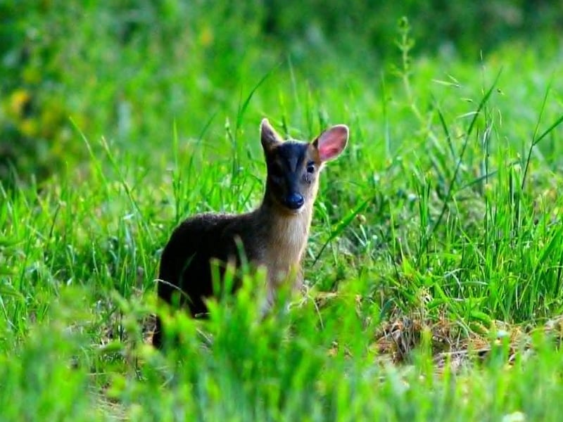 Wildlife photographs by Chris Martineau
