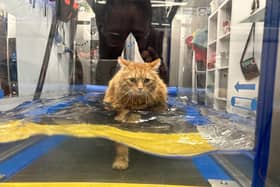 Moses the fat cat doing a workout in the hydrotherapy tank