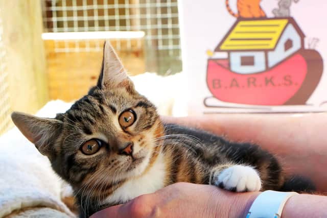 Cats, through no fault of their own, are being handed over to BARKS to be rehomed