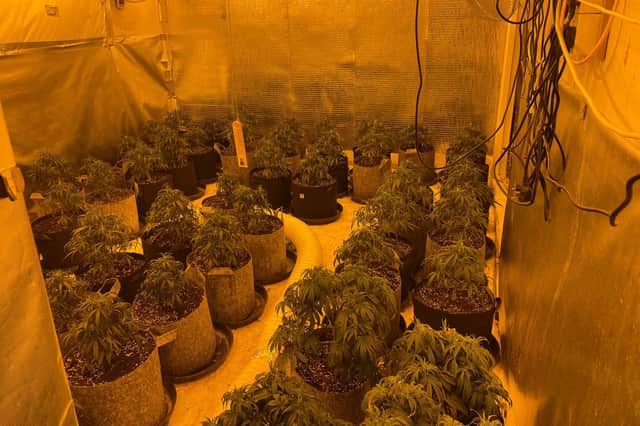Officers discovered a large cannabis farm inside the property.