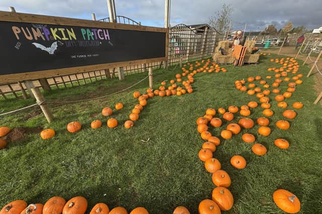 The enormous pumpkin patch at Fairytale Farm