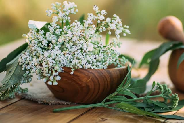 Fresh valerian flowers are another herb aiding sleep (photo: Adobe)