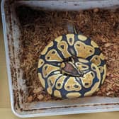 Earlier this month a ball python snake was discovered abandoned in Oxford.