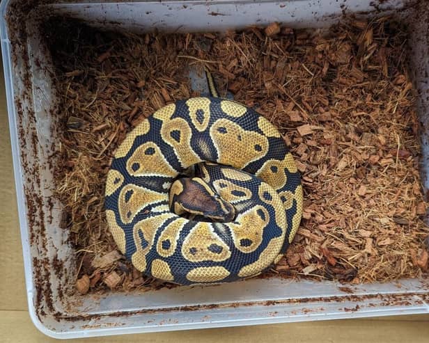 Earlier this month a ball python snake was discovered abandoned in Oxford.
