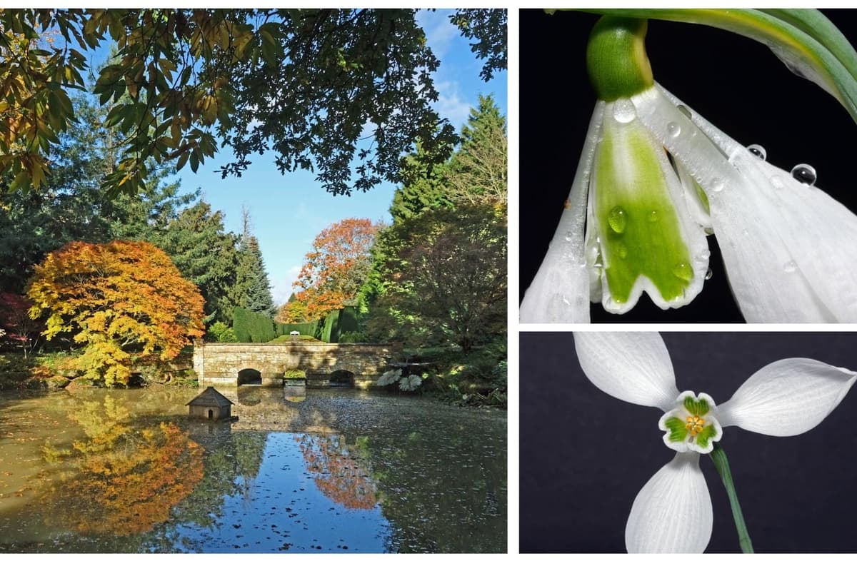 Lord Samuelson Banubry Collection of photographs from Lord Heseltine's Thenford Arboretum to ...