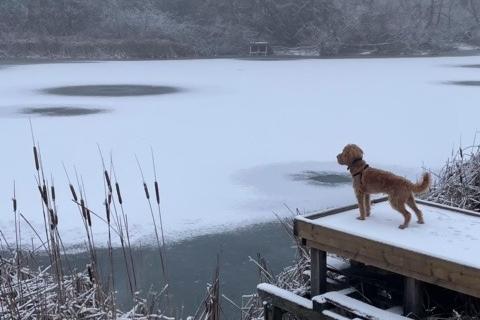 Stunning pictures of frozen lakes and snow covered fields that were taken by reader Maureen Godspeed on her walks around the Banbury countryside.