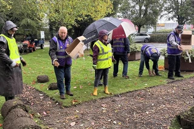 Turf is cut and crocus bulbs sown as the beginnings of a dazzling display of purple flowers next spring