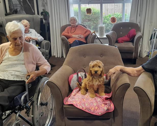 14-week-old Mollie has been given the job title of ‘Pawsitive Energy Coordinator’ at the Seccombe Court care home in Adderbury.