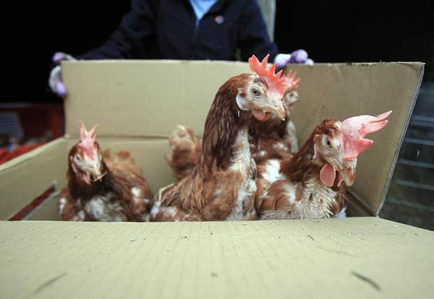 Would-be hen keepers may collect caged birds for rehoming from Balscote this Saturday