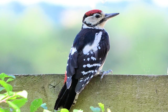 Juvenile great spotted woodpecker in a garden near Chipping Norton