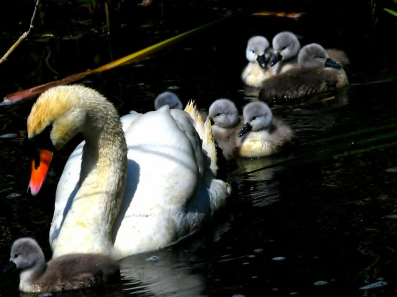 Wildlife photographs by Chris Martineau