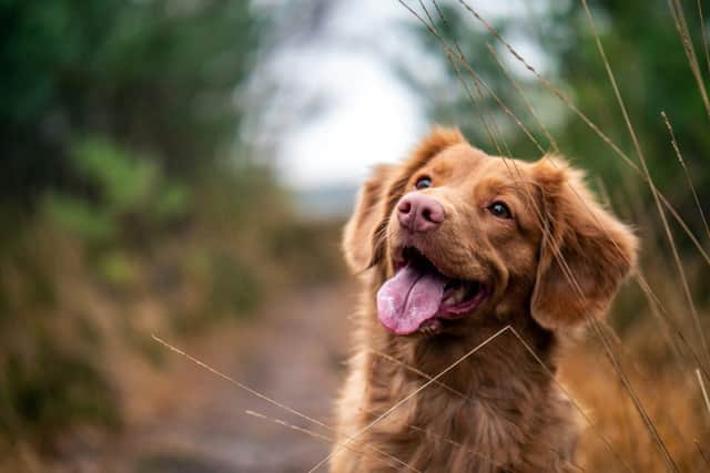 Pet expert shares top tips for building a healthy and happy relationship with your pet  