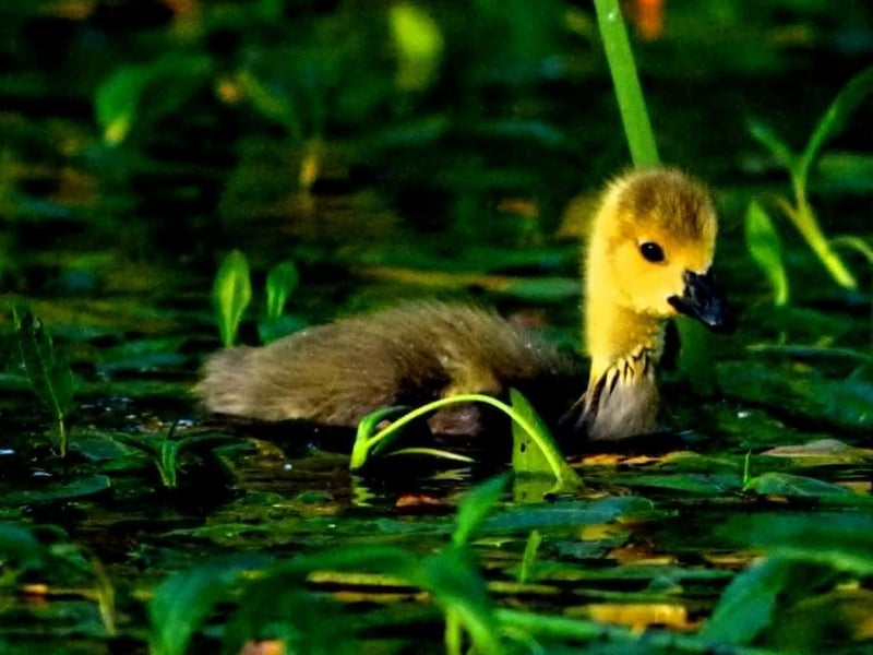 Wildlife photographs by Chris Martineau