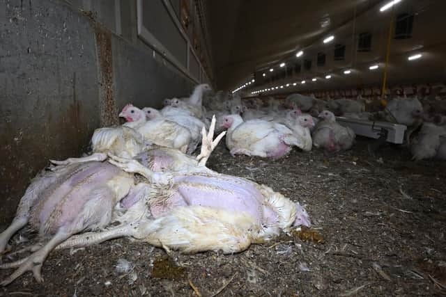 A proportion of intensively reared chickens never reach slaughter but die in the rearing sheds