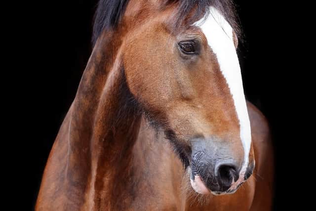 Commander, the Shire horse who died earlier this autumn